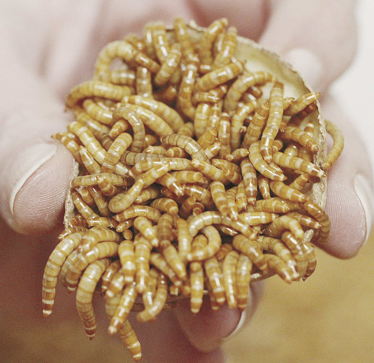 Mealworms